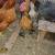Miniature chickens 2 thumbnail