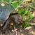 Adult Cherry Head Male Tortoise 1 thumbnail