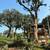 Antonio Tree Service Omaha 5 thumbnail