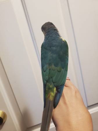 Conure de mejillas verdes turquesa63839344278275122