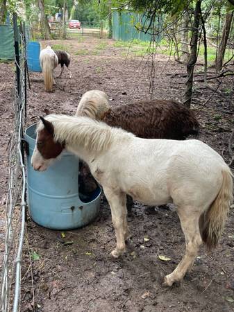 Ponies- 2- fillies 1- colt. (Boling, Tx)63859313952513123
