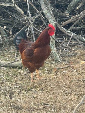 Production Red Rooster 1