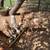 Painted Desert Sheep 5 thumbnail
