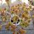 Various Drought Tolerant Plants/ Succulents 8 thumbnail