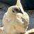 Chickens Ayam cemani 19 thumbnail