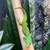 Day Geckos—phelsuma klemmeri & quadriocellata 8 thumbnail