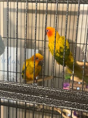 Sun conure63844237182977124