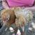 Buff/blue buff calico bantam cochin 2 thumbnail