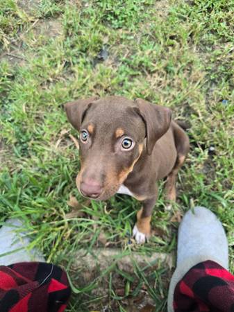 Doberman mixed 1