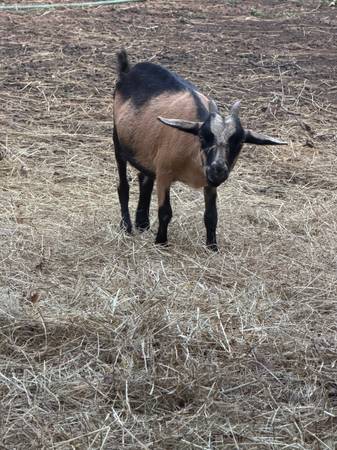 2 Nigerian Dwarf Does 1