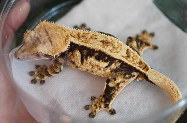Crested, Gargoyle, and Leachianus Geckos64292512102658122