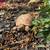 Russian Tortoise 6 thumbnail