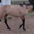 Dunskin AQHA Stallion at Stud 2026 6 thumbnail