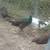 Peacocks, Peafowl 1 thumbnail