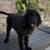 Rehoming Bernedoodles 8 thumbnail