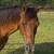 Pony Mare 5 thumbnail