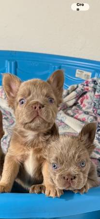Frenchie Pups x2 1