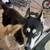 Husky 2 thumbnail