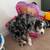 8 month old Australian Shepherd 3 thumbnail