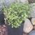 Succulents available 6 thumbnail