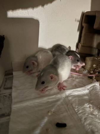 Best baby dumbos boys 1