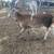 Painted desert lambs 2 thumbnail