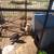 Barnyard chicks for sale 3 thumbnail