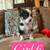 Corgi puppies 4 thumbnail