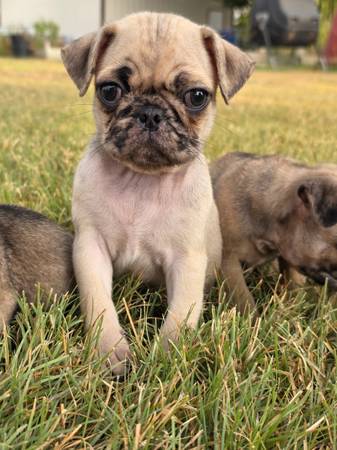 Pug (Salado)63839343621635121