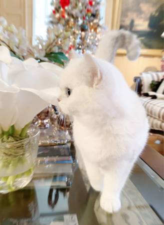 White British Shorthair Cat63690154419713120