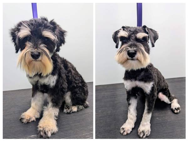 Dog Grooming (Coon Rapids)63906250770690121