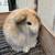 Holland Lops/Netherland Dwarfs 3 thumbnail
