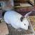 Rabbit California Doe Pet or Farm 2 thumbnail