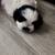 Shorkie Puppies 3 thumbnail