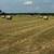 Hay Rolls 2 thumbnail