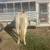 Quarter Horse for sale 3 thumbnail