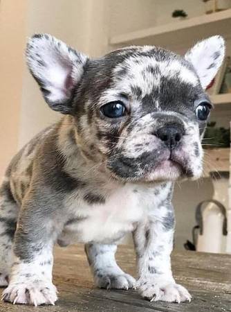 French bulldog BEBÉ (7O2-512-34siete1)63873028563715120