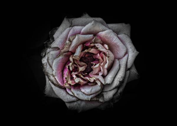 Pink Bloom Canvas Prints by The Learning Curve Photography on Itz Art 1