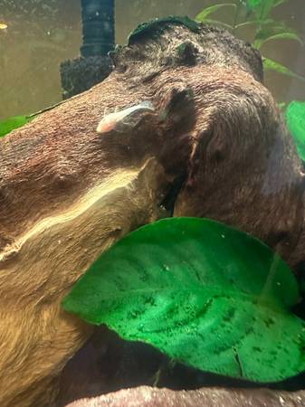 Albino Bristle nose plecos (Willis)63859316764803124