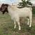 Boer BUCK 1 thumbnail