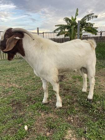 Boer BUCK 1