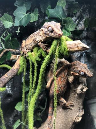 Reubicación de geckos górgolas