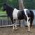 Choice Colts & Yearlings 9 thumbnail