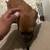 Rehoming my one year old dog 11 thumbnail