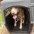 Dog Kennel 2 thumbnail