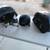 Victory boardwalk saddlebags, helmet and mini windshield 1 thumbnail
