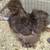 Silkies 3 thumbnail