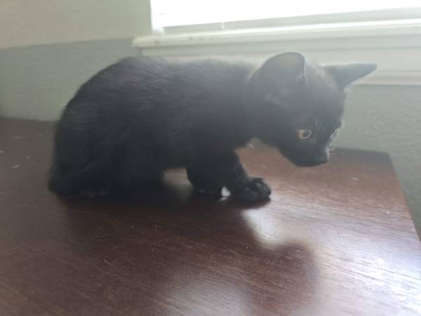 Kittens to be re-homed (Arvada)63921243122819123