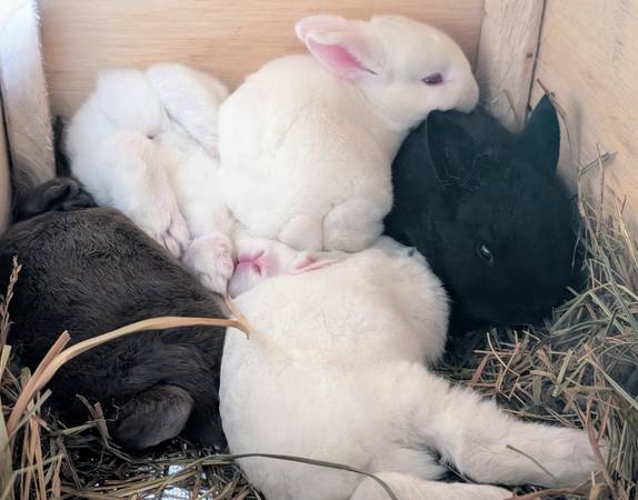 New Zealand Rabbits 1