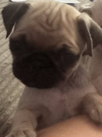 Perra pug cría